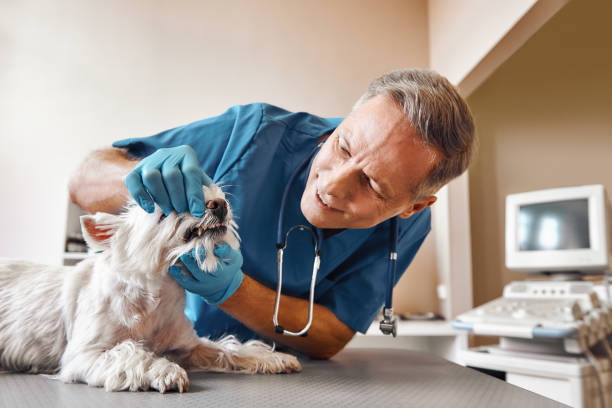 Best Walk-In Emergency Dentist in Paxton, IL